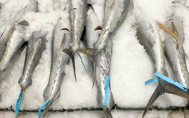 Équipement de Pêche industrielle